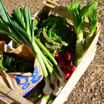 panier légumes bio Saint Yrieix la Perche les potagers de la lande