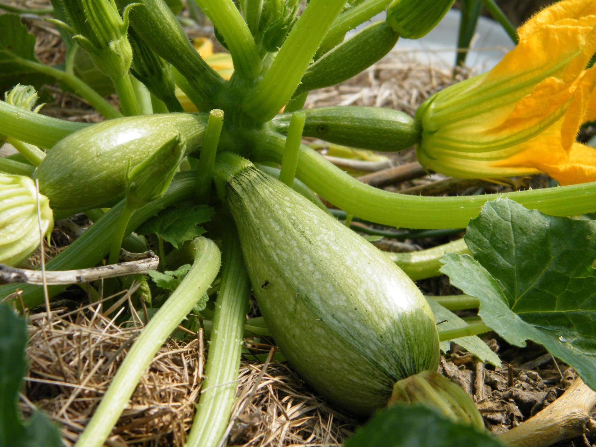 Courgettes légume bio Saint-Yrieix-la-Perche