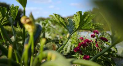 équilibre et diversité légumes bio saint yrieix la perche