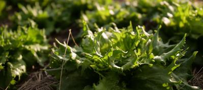 salades paillées légume bio Saint Yrieix la Perche Sarlande